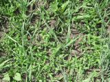 View full-size image Panicum miliaceum subspecies ruderale