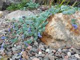 Mertensia maritima