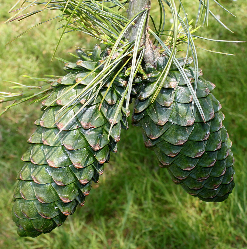 Image of Pinus armandii specimen.