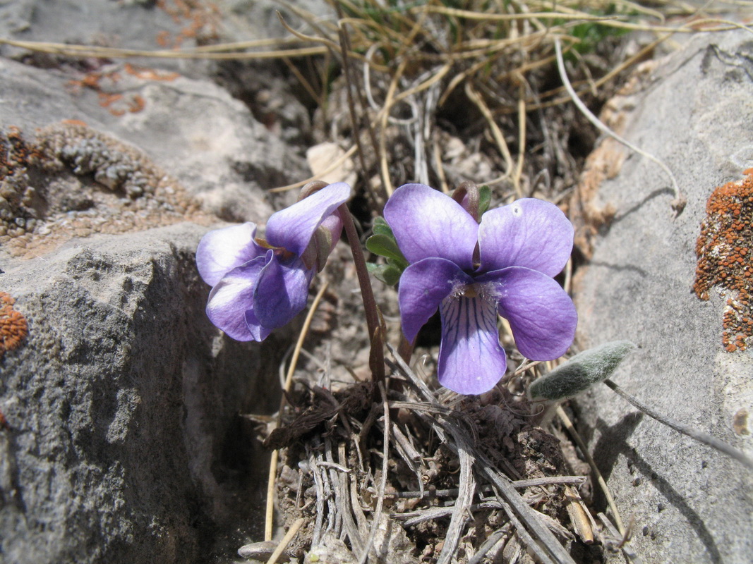 Image of Viola dissecta specimen.