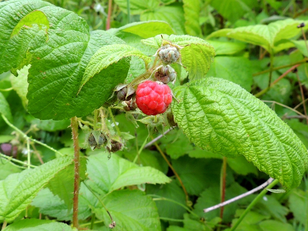 Изображение особи Rubus matsumuranus.