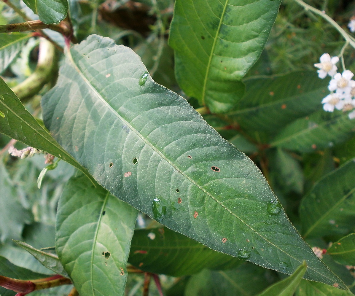 Изображение особи Persicaria lapathifolia.