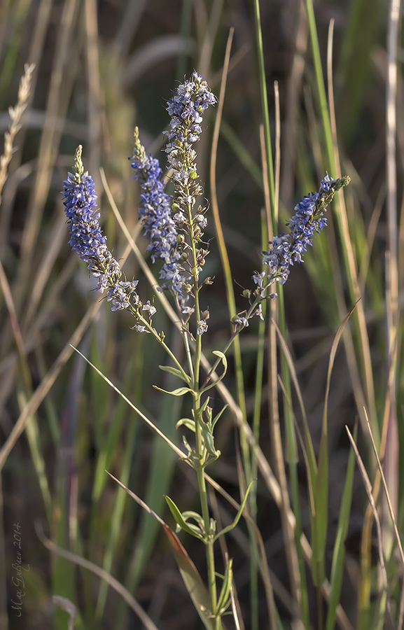 Image of Veronica spuria specimen.