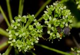 Heteromorpha arborescens