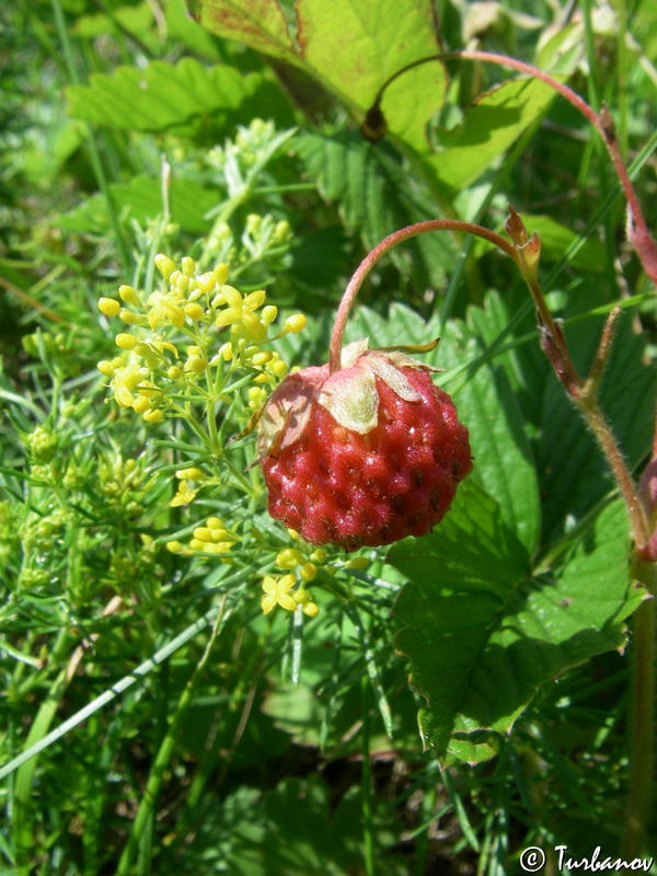 Image of Fragaria campestris specimen.