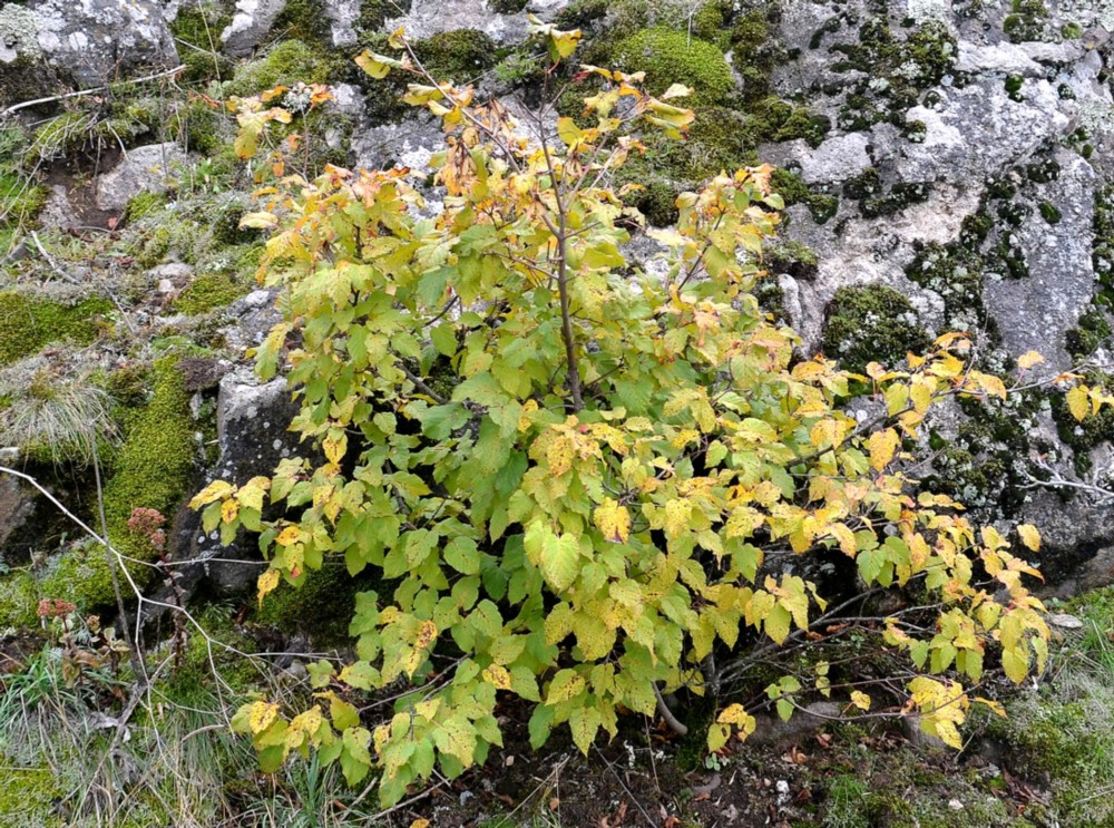 Image of Acer tataricum specimen.