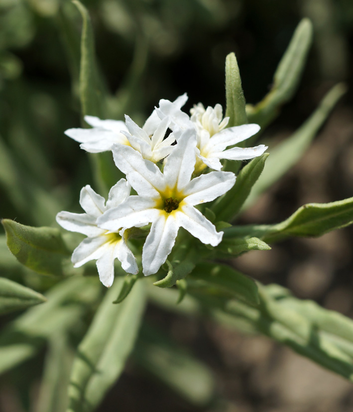 Image of Argusia rosmarinifolia specimen.