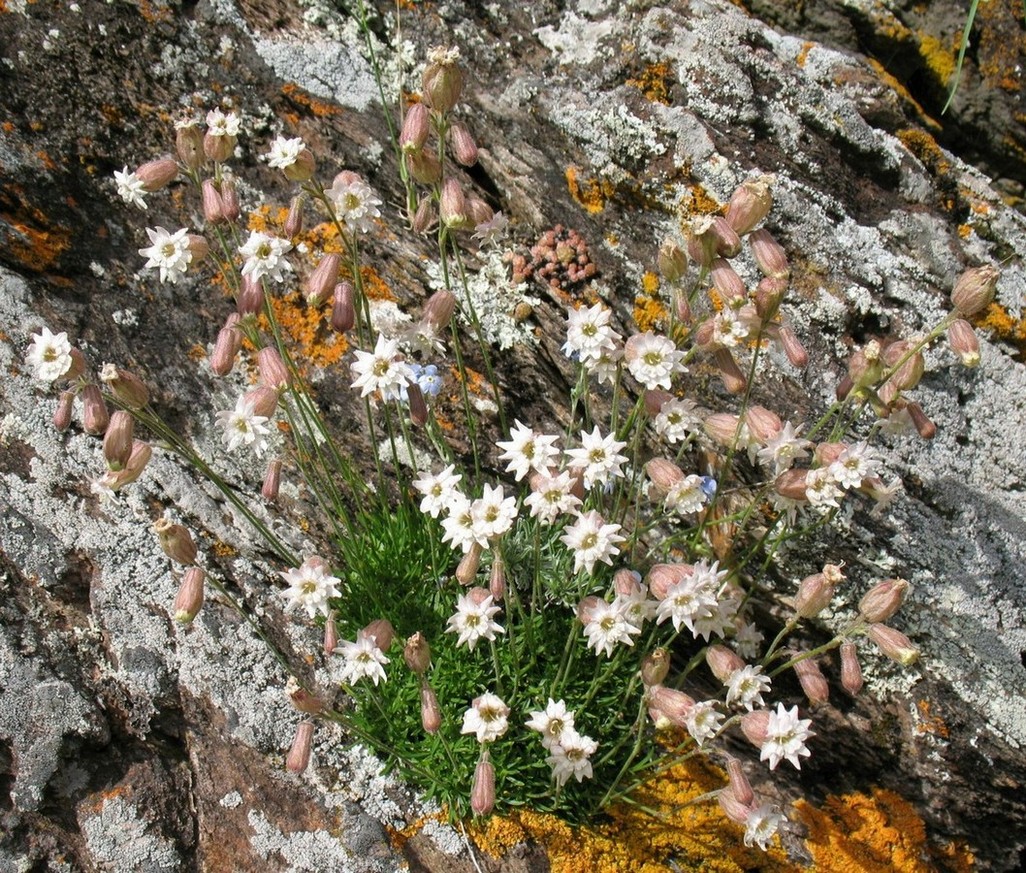 Image of Silene turgida specimen.