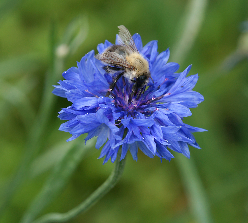 Изображение особи Centaurea cyanus.