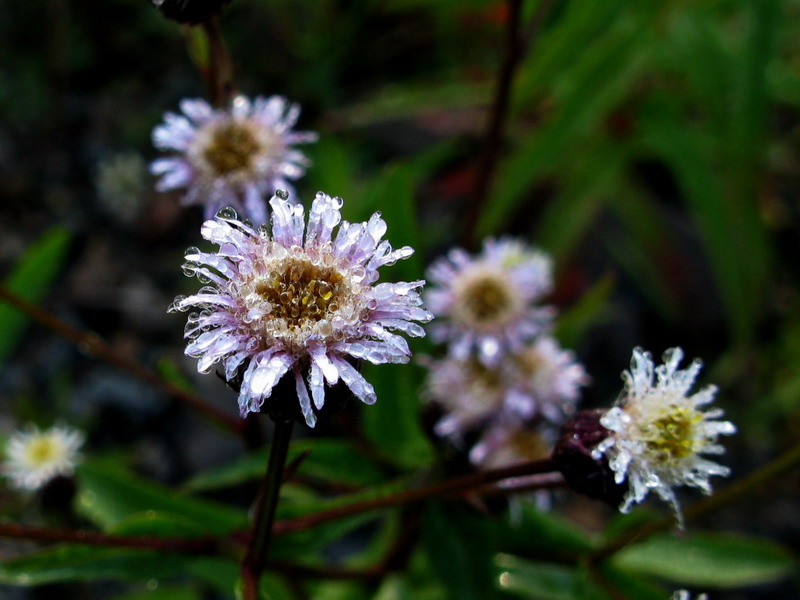 Image of Erigeron politus specimen.