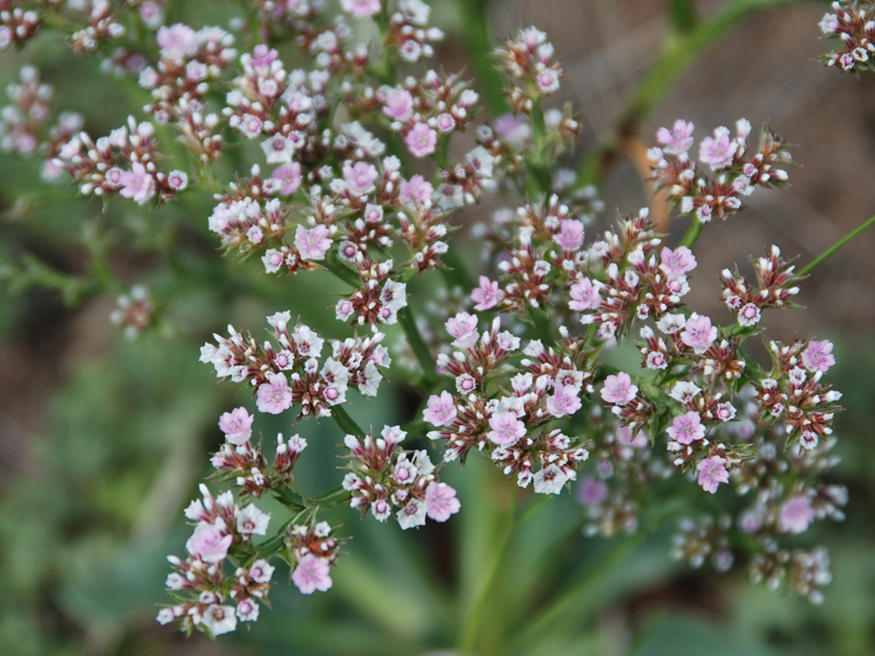 Image of Goniolimon speciosum specimen.