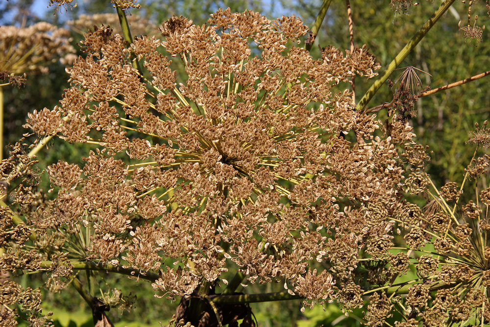 Image of Heracleum sosnowskyi specimen.