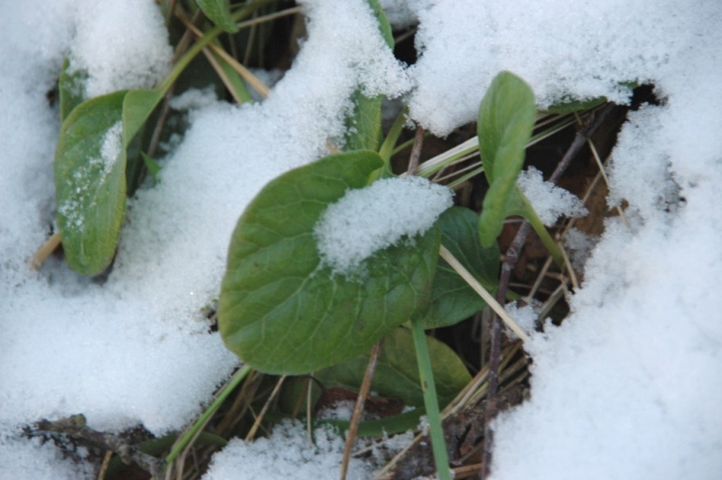 Image of Pyrola norvegica specimen.