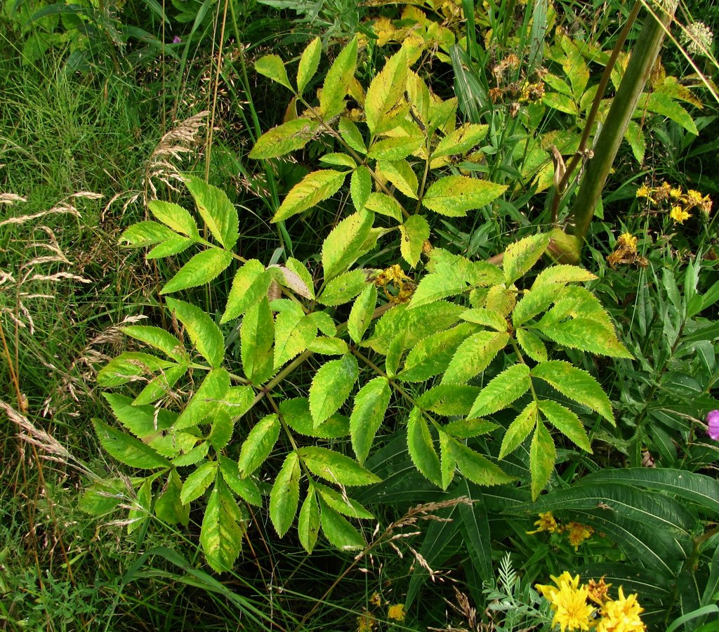 Изображение особи Angelica sylvestris.