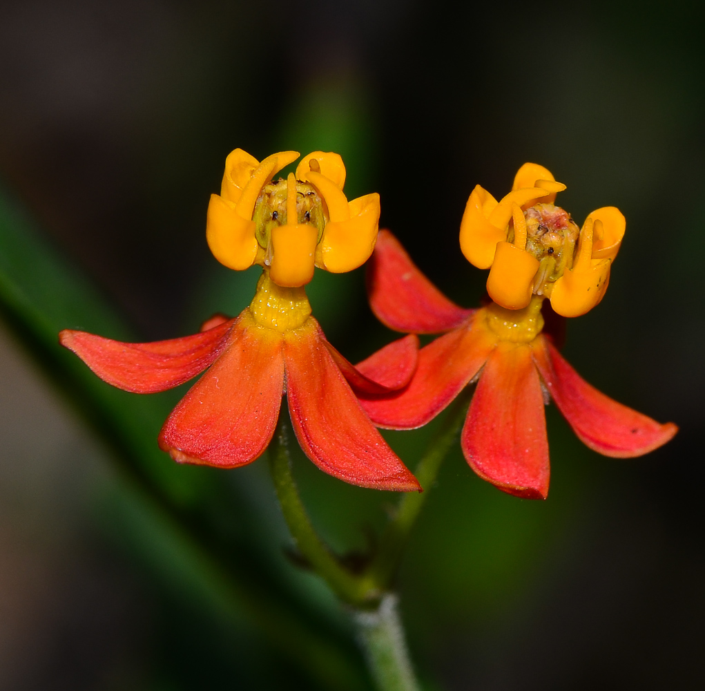 Image of Asclepias curassavica specimen.