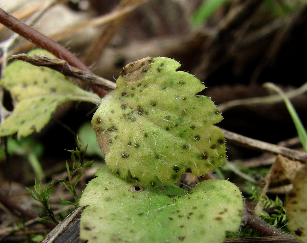 Image of Veronica persica specimen.