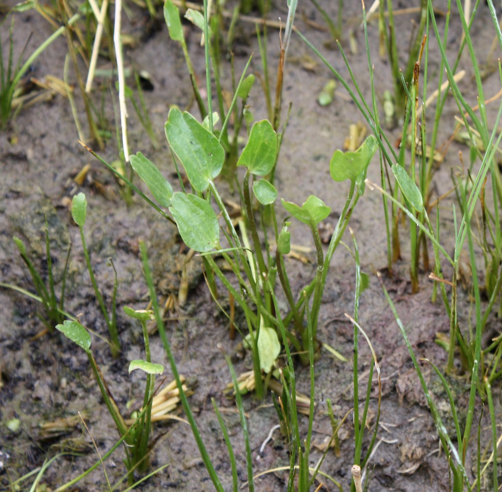 Image of Halerpestes salsuginosa specimen.