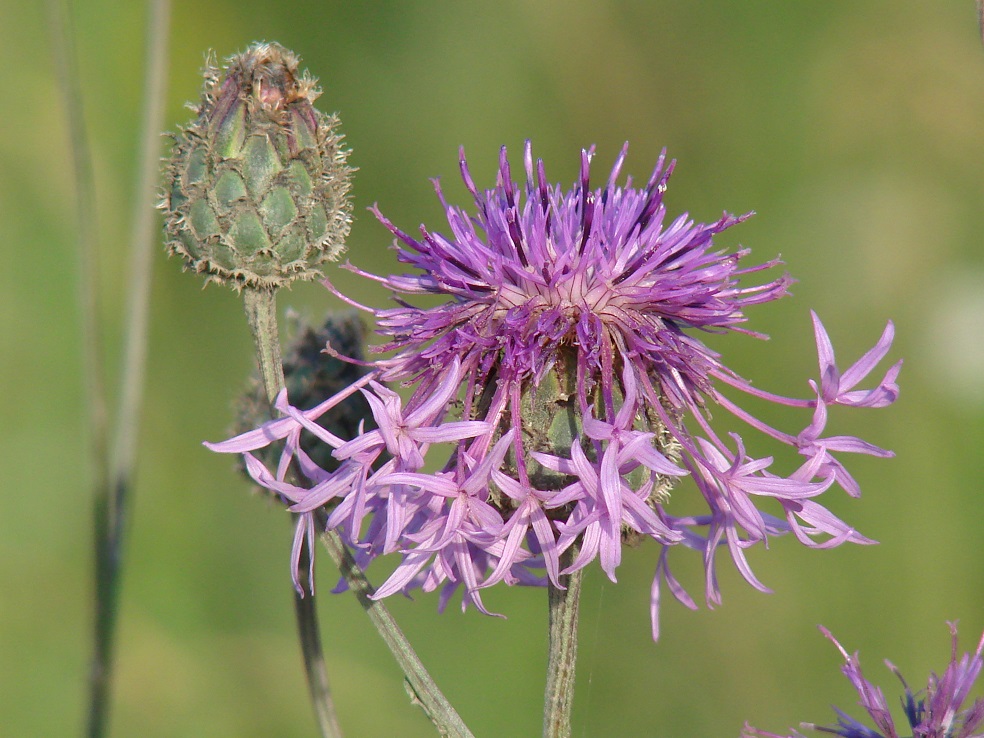 Изображение особи Centaurea scabiosa.