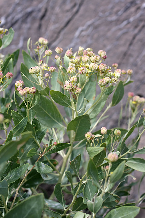 Image of Haplophyllum latifolium specimen.