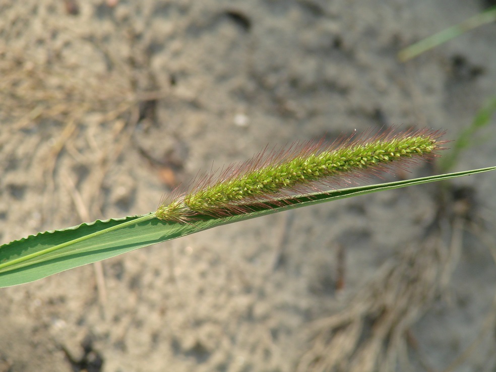 Изображение особи Setaria viridis.