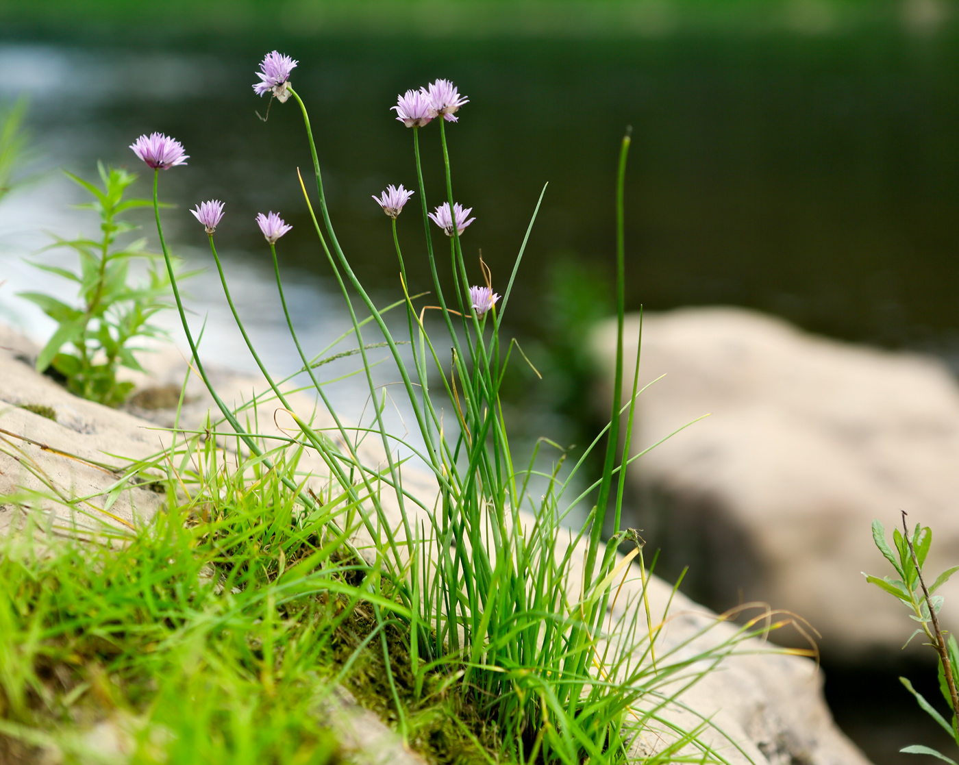 Image of Allium schoenoprasum specimen.