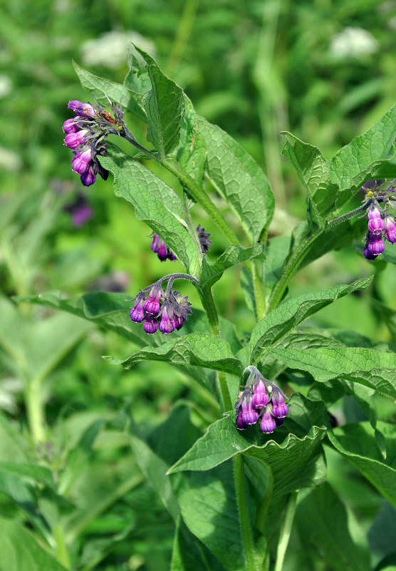 Image of Symphytum officinale specimen.