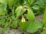 Impatiens parviflora