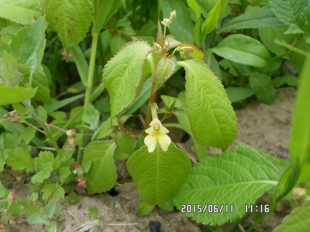 Image of Impatiens parviflora specimen.