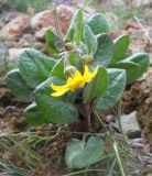Смотреть изображение Ligularia narynensis