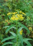 Senecio sarracenicus