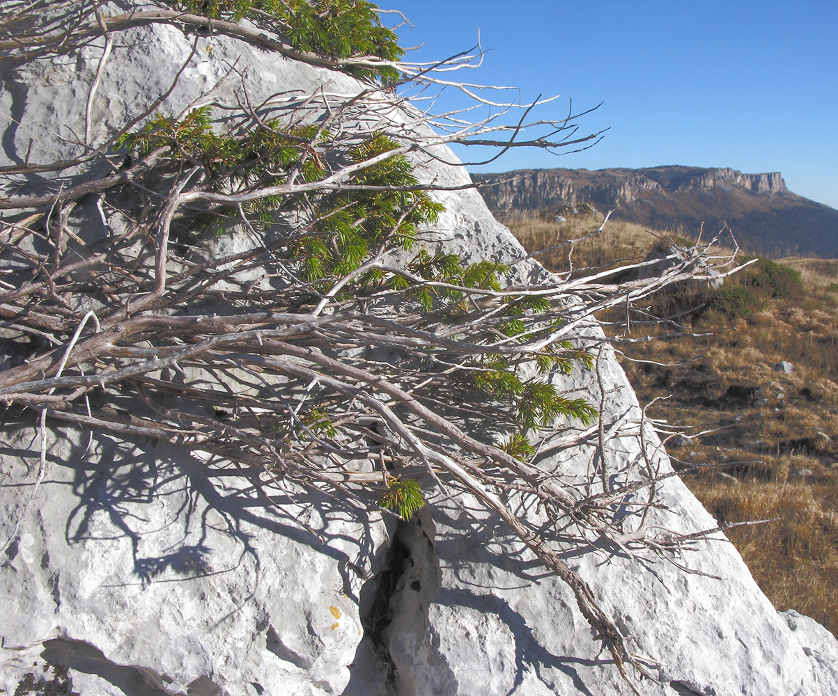 Image of Juniperus hemisphaerica specimen.