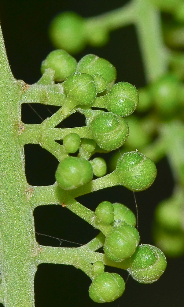 Image of Cupaniopsis anacardioides specimen.