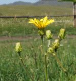 Crepis sibirica. Верхушки побегов с нераскрывшимися соцветиями. Восточный Казахстан, Кокпектинский р-н, 25 км в горы от с. Пантелеймоновка, 1000 м н.у.м., луг. 17.07.2015.