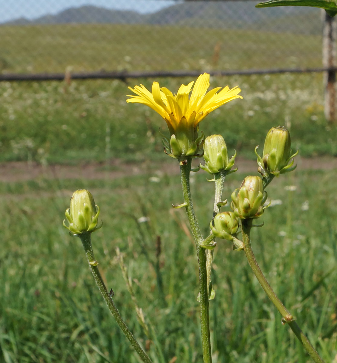 Image of Crepis sibirica specimen.