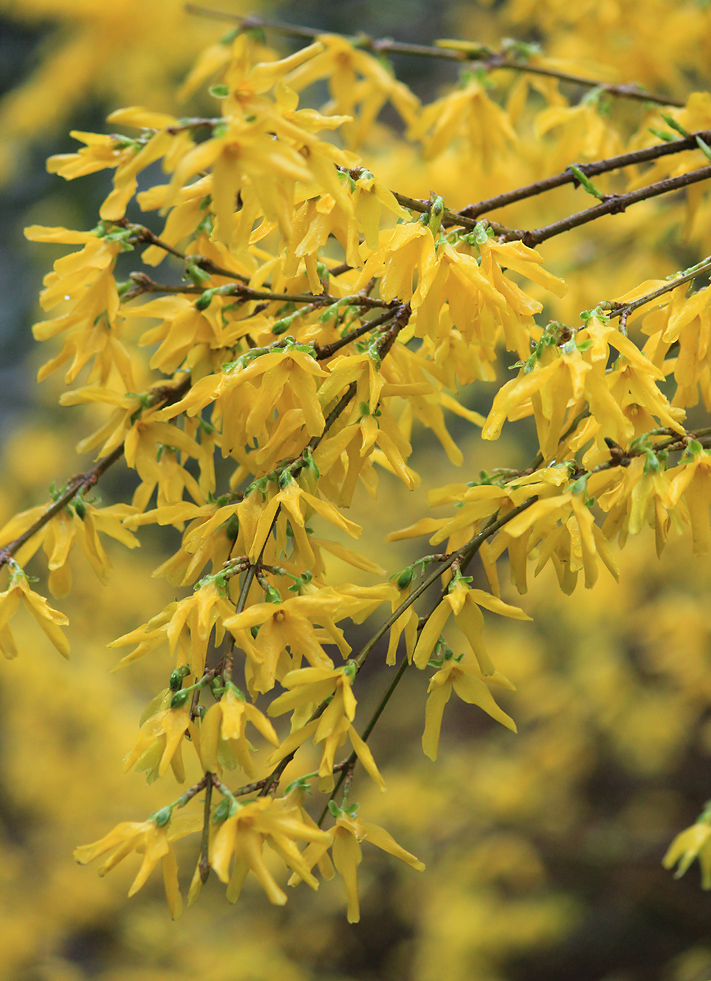 Изображение особи Forsythia suspensa.