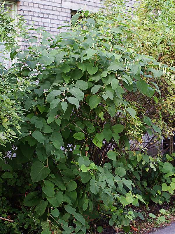 Image of Reynoutria japonica specimen.