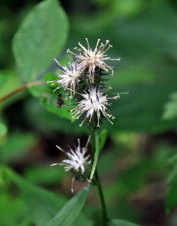 Image of Saussurea subtriangulata specimen.