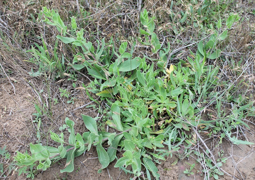 Image of Gypsophila perfoliata specimen.