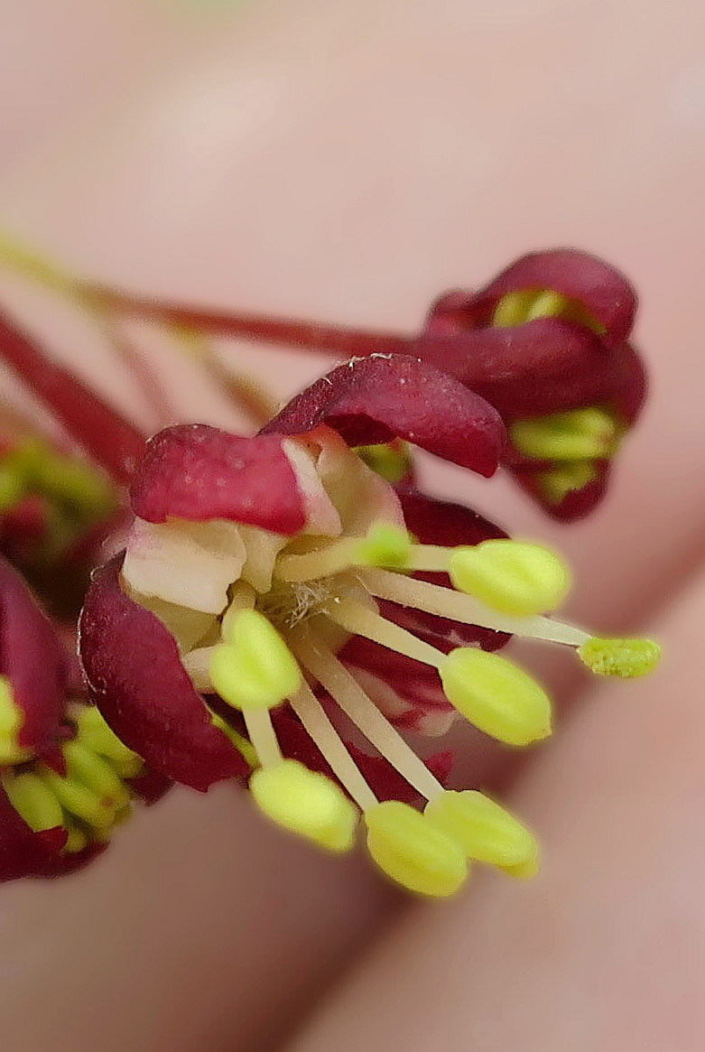 Image of Acer japonicum specimen.