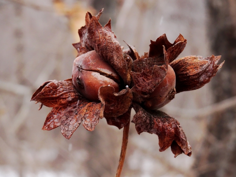 Image of Corylus heterophylla specimen.