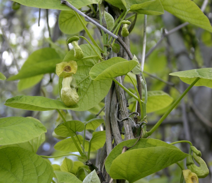 Изображение особи род Aristolochia.