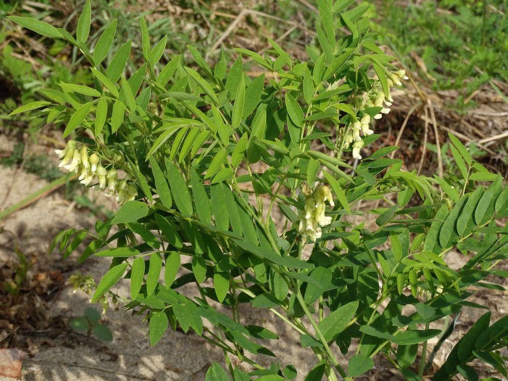 Image of Sophora flavescens specimen.