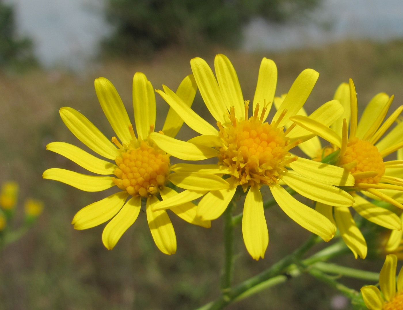 Image of Senecio grandidentatus specimen.