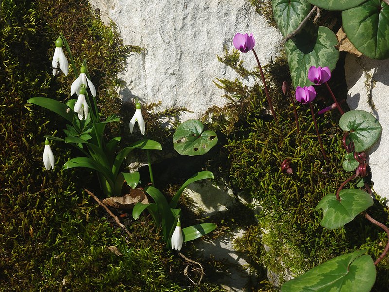 Image of Galanthus woronowii specimen.