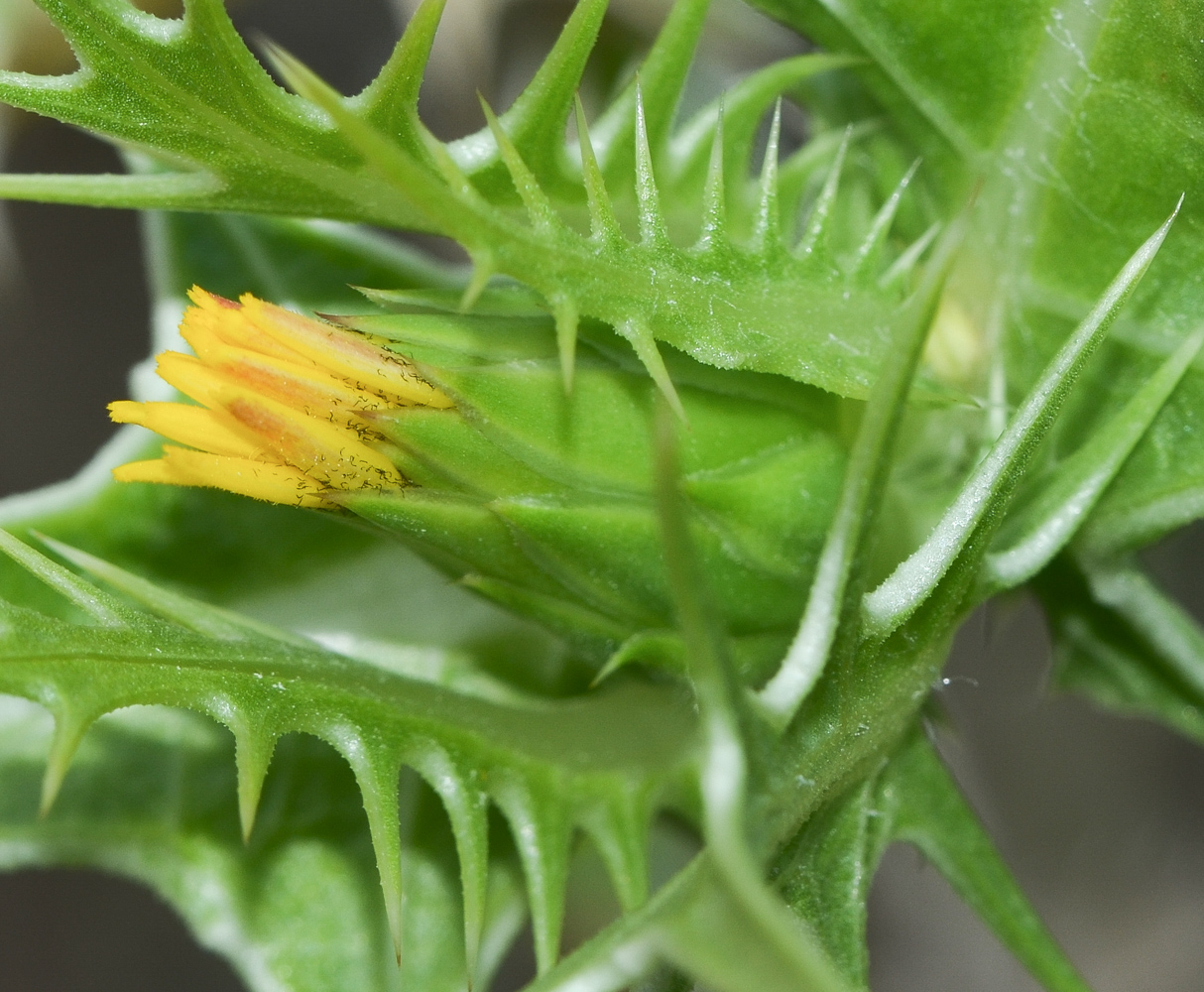 Изображение особи Scolymus maculatus.