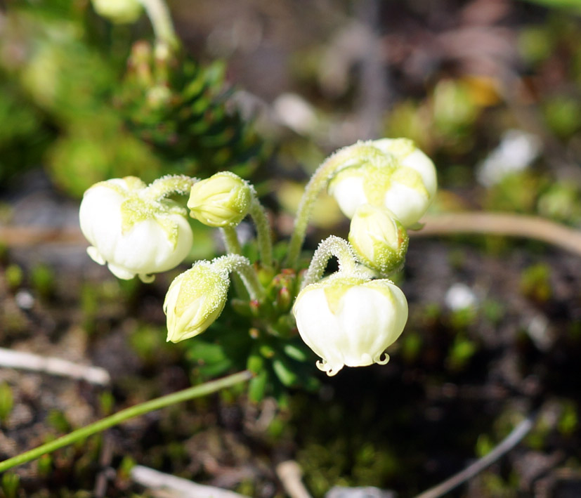 Image of Phyllodoce aleutica specimen.