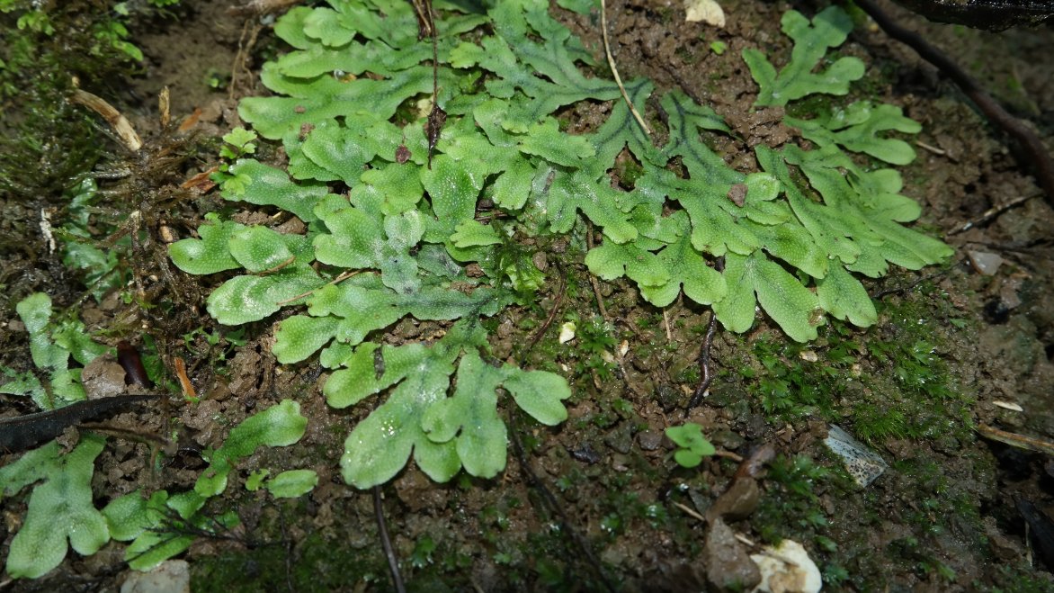 Image of Conocephalum conicum specimen.