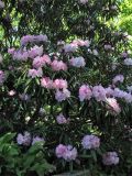 Rhododendron makinoi