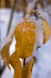 genus Salix. Верхушка побега с листьями в осенней окраске. Южный Урал, хр. Уреньга, дорога на перевал между Второй и Третьей сопками. 4 ноября 2016 г.