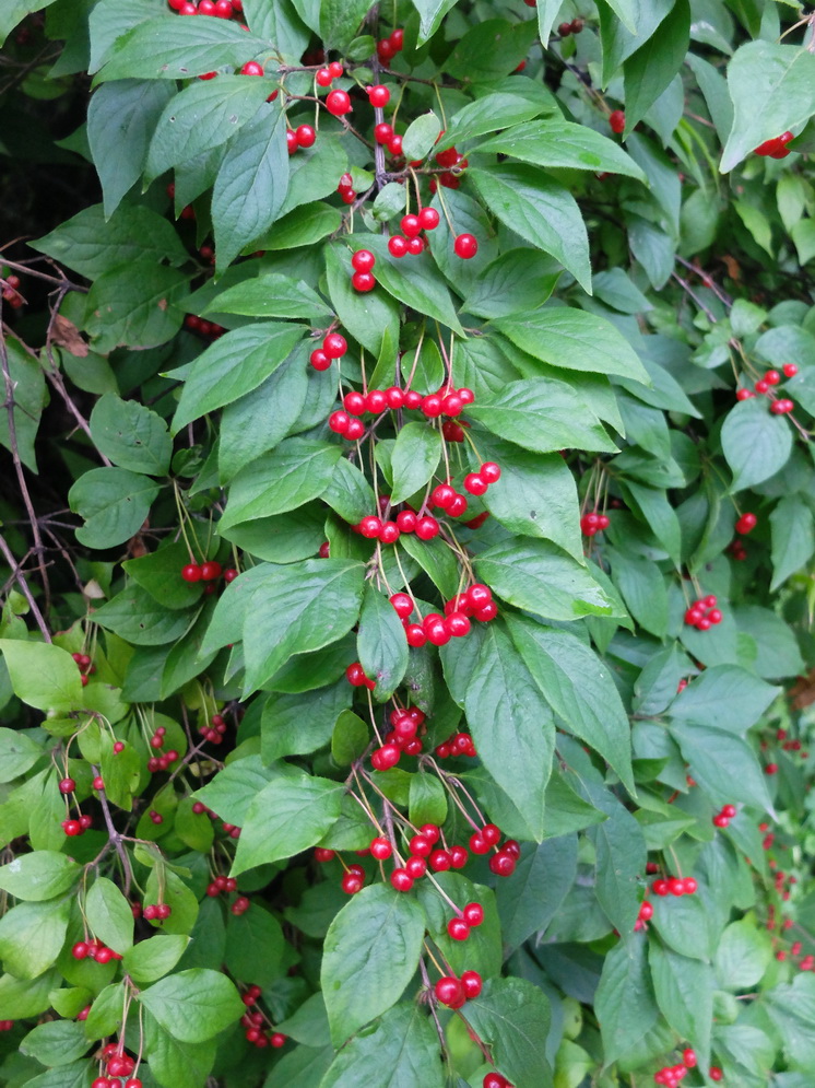 Image of Lonicera chrysantha specimen.